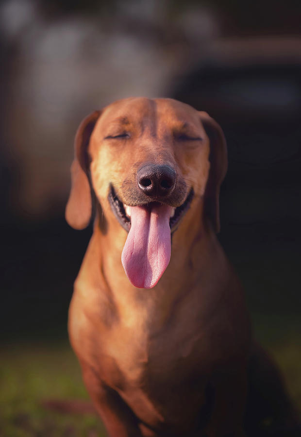 Dog With Its Tongue Sticking Out Photograph by Ktsdesign | Fine Art America