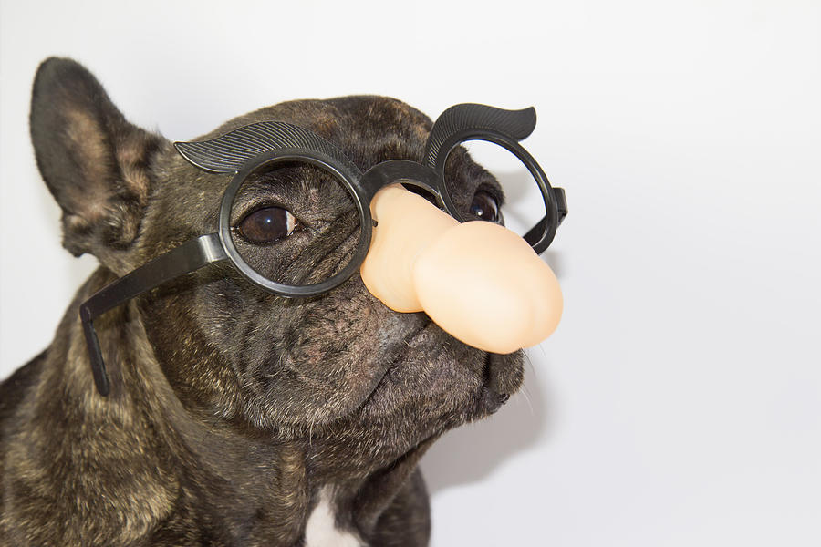 Dog with penis shape glasses Photograph by Fernando Trabanco Fotografía