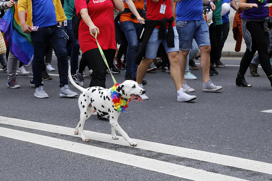 Dog with rainbow collar  at gay pride parade Photograph by Cezary Zarebski Photogrpahy