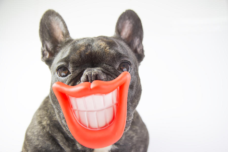 Dog with smile and open mouth showing teeth Photograph by Fernando Trabanco Fotografía