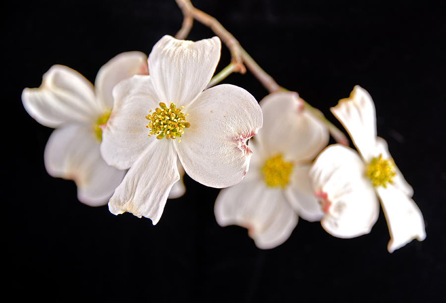 Dog Wood Blossoms Photograph by Winnie Chrzanowski