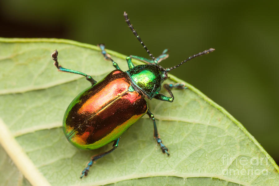 Dogbane Beetle Photograph by Clarence Holmes