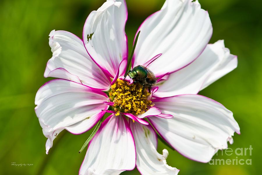 Dogbane Beetle Eating Flower Photograph
