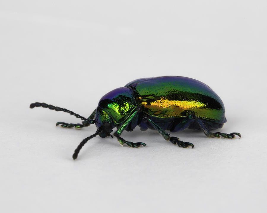 Dogbane Beetle Photograph by Terry Leasa | Fine Art America