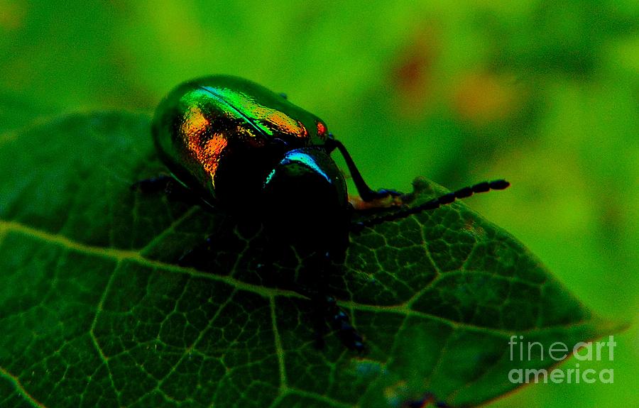 Dogbane Leaf Beetle Photograph by Joy Everett - Pixels