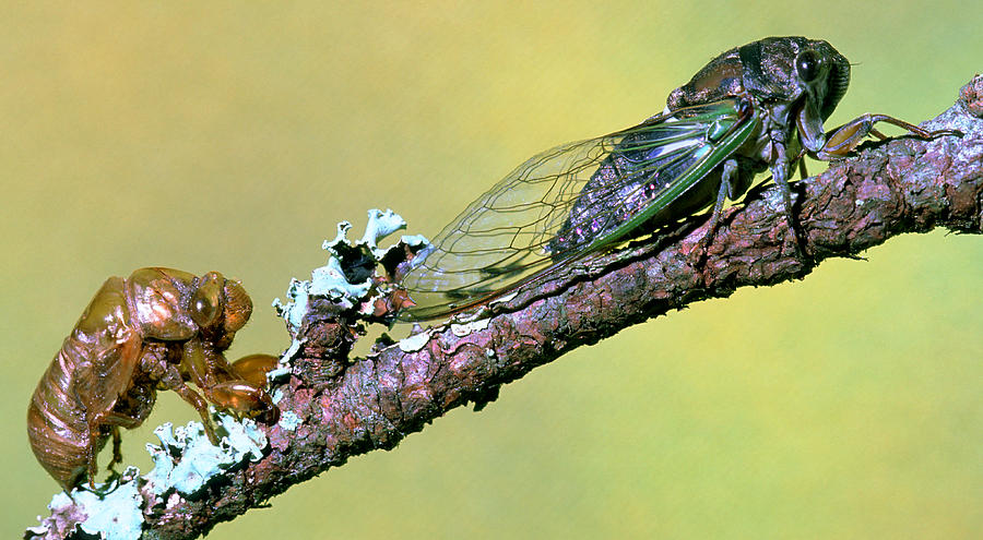Dogday Harvestfly Cicada Photograph by Millard H. Sharp