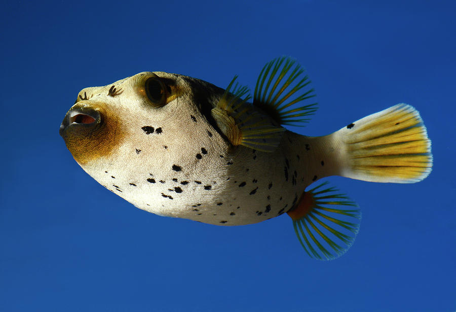 Dogface Pufferfish Photograph By Nigel Downer