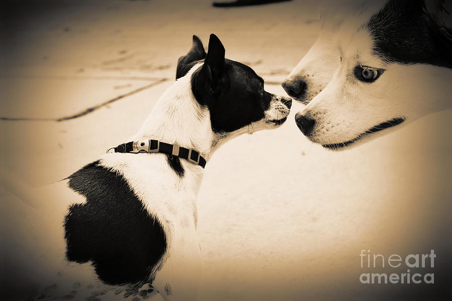 Doggie Meet n Greet 2 Photograph by Lynda Dawson-Youngclaus