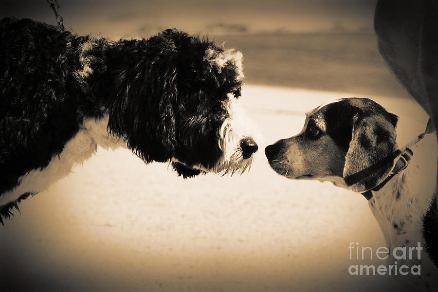 Doggie Meet n Greet Photograph by Lynda Dawson-Youngclaus