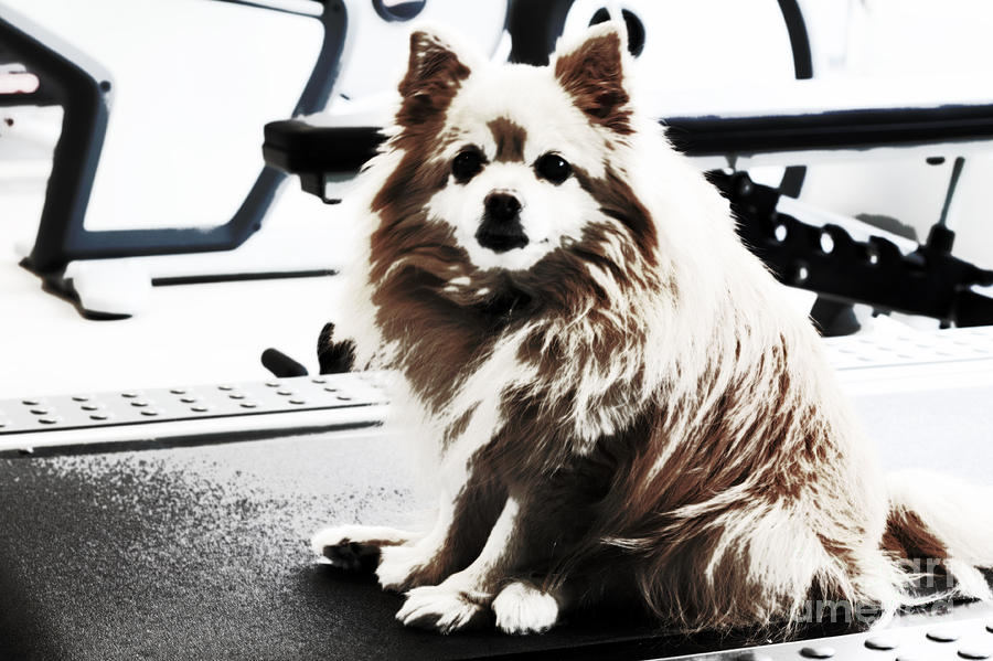 Doggie No Need for Treadmill Photograph by Charline Xia