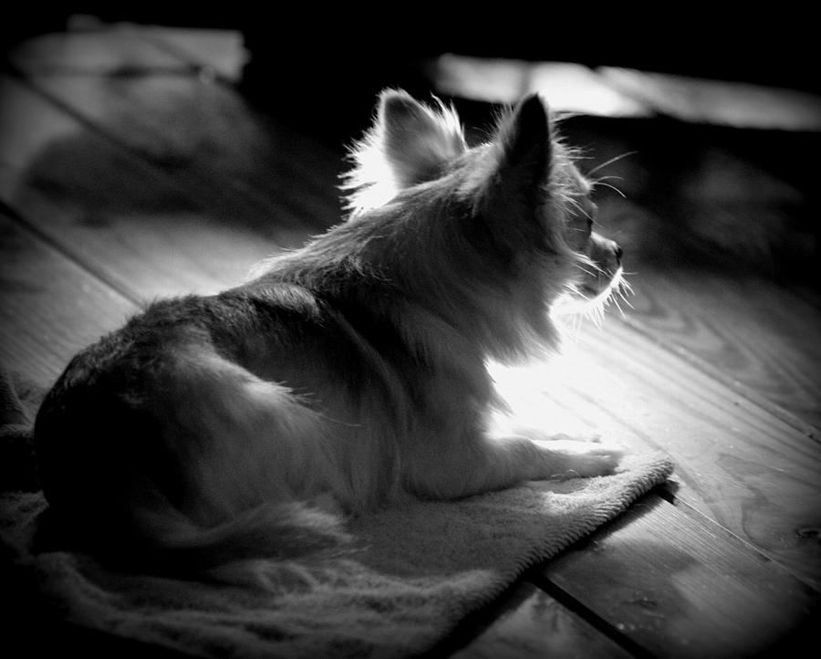 Doggy Daydreams 1 Photograph by Sheri McLeroy