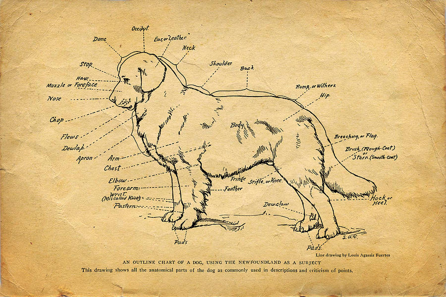 Vintage Photograph - Doggy Diagram by Tom Mc Nemar