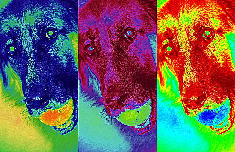 Doggy Doggy Doggy Photograph by Cathy Shiflett