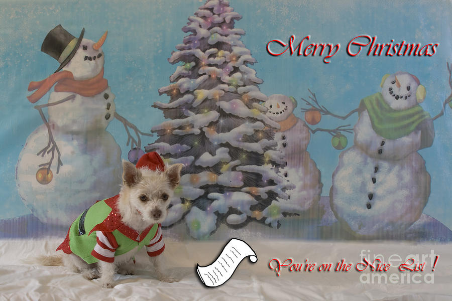 Elf Photograph - Doggy Elf Nice List by Photography by Laura Lee