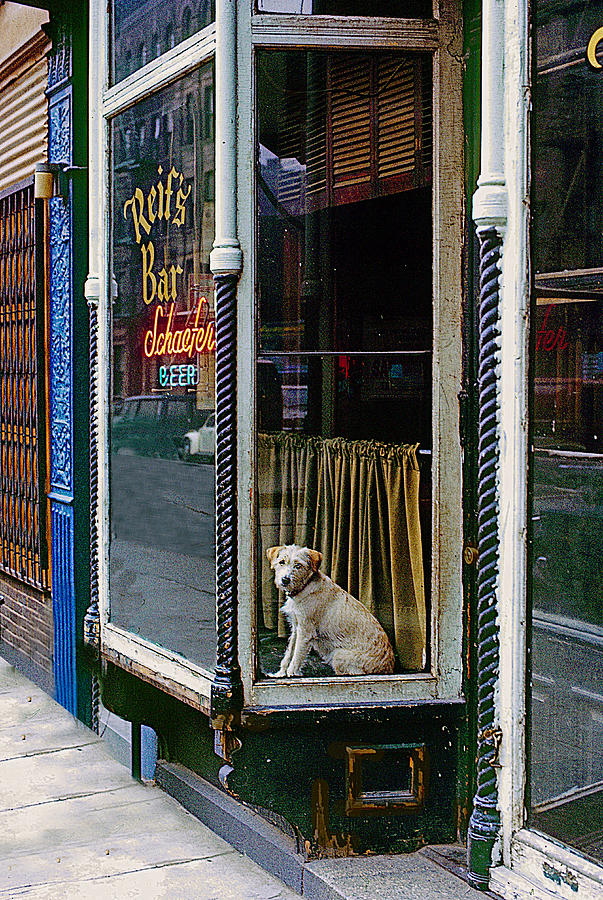Doggy In The Window Version - 4 Photograph by Larry Mulvehill