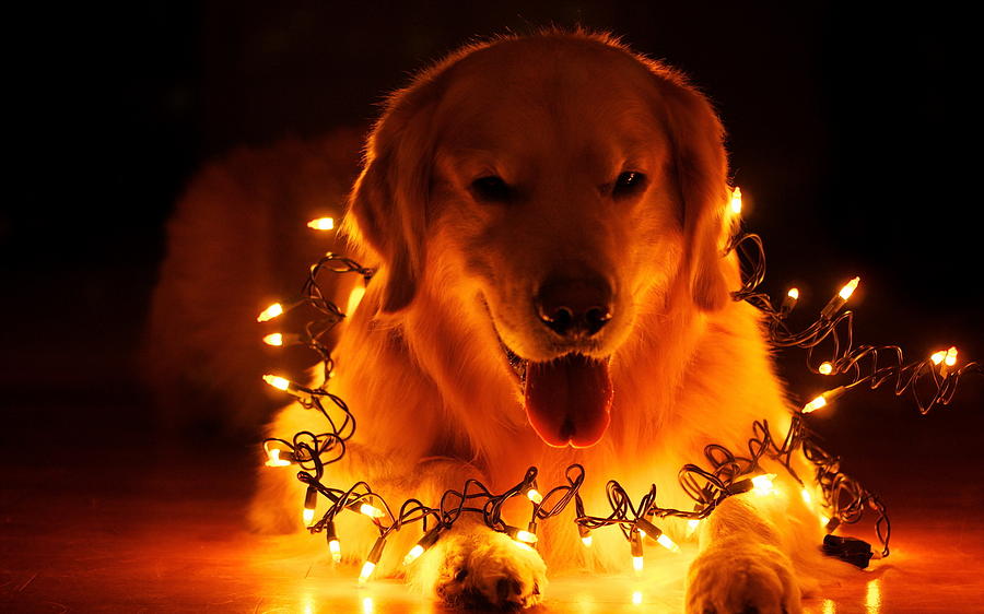 Doggy Wrapped in Christmas Lights Photograph by Doc Braham