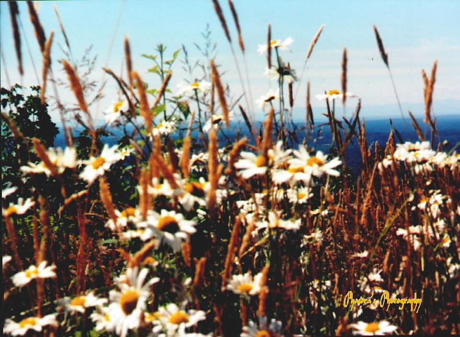 Dogpatch Daisies Photograph by A L Sadie Reneau