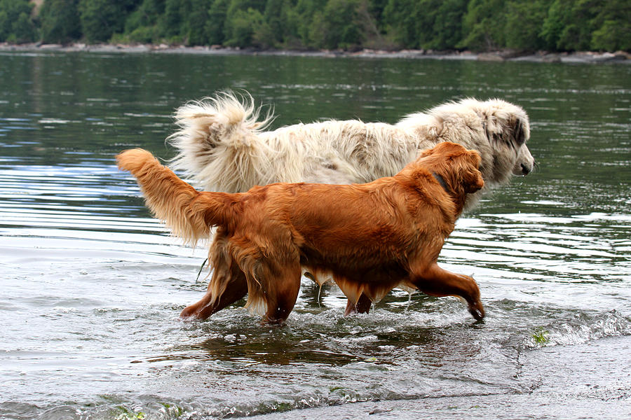 Dogs At Play - Best Friends Photograph by Marie Jamieson