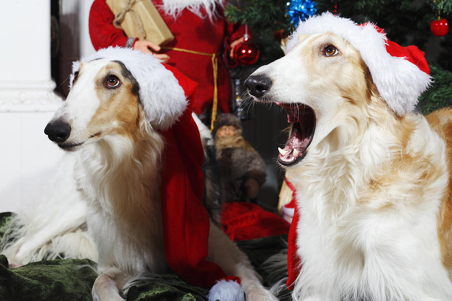 Dog Photograph - dogs Borzoi puppies and Christmas greetings by Christian Lagereek