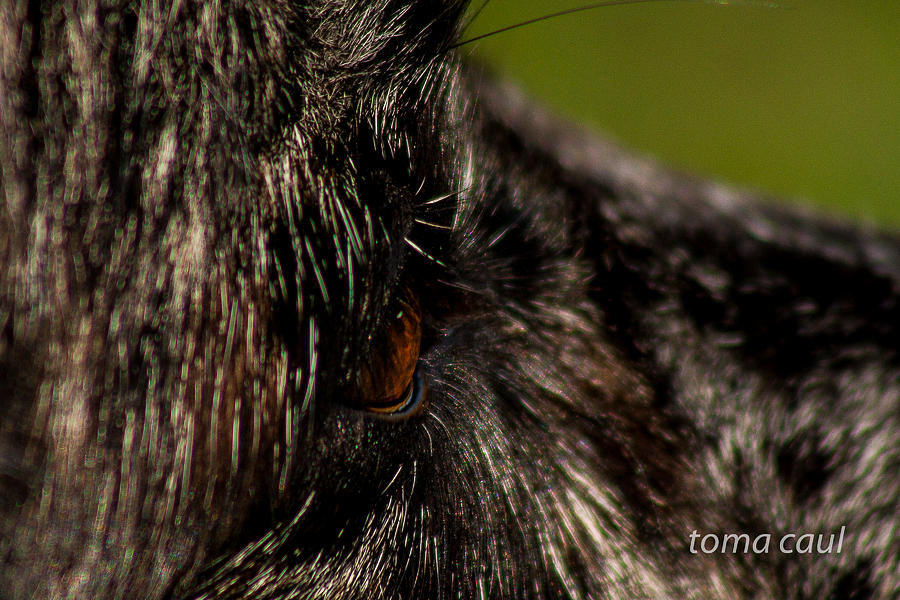 Dogs Eye Photograph by Toma Caul