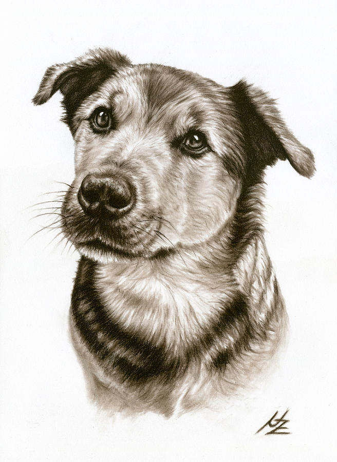 Dog Drawing - Dogs Eyes by Nicole Zeug