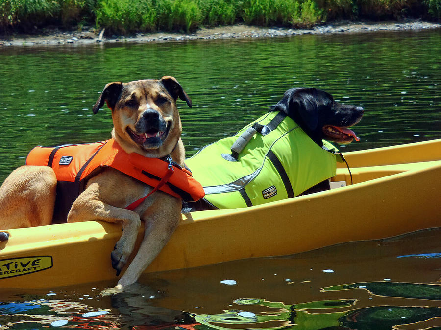Dogs in a Kayak Photograph by Susan Jensen