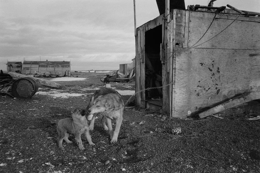 Dogs in Gambell St Lawrence Island Photograph by Pekka Sammallahti