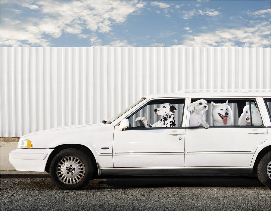 Dogs in car Photograph by HollenderX2