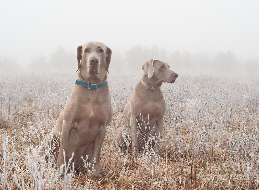 Dogs in Frosty Fog Photograph by Sari ONeal