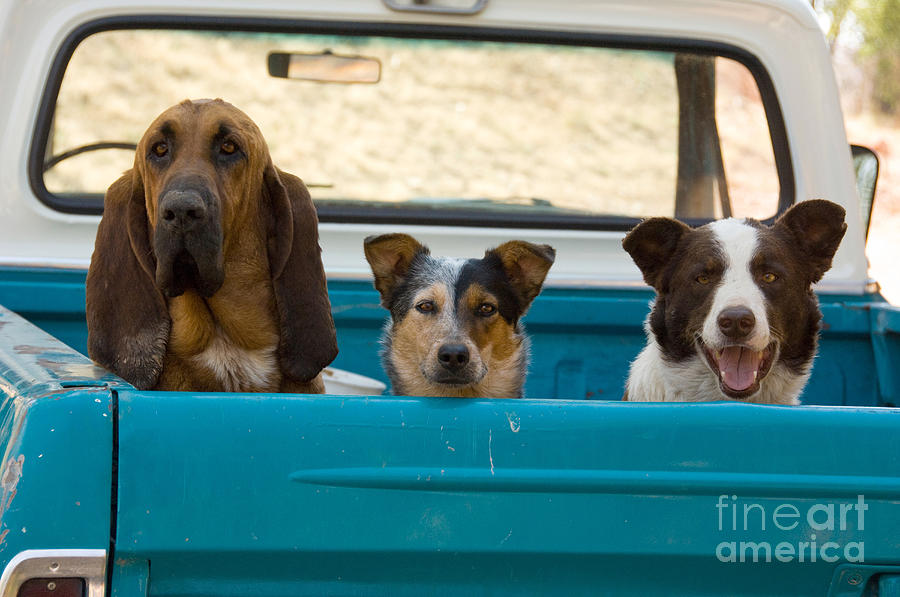 Dogs In Pickup Photograph by John Shaw