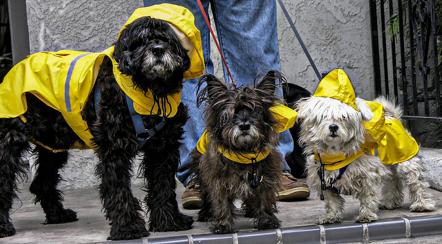 Dogs In Raincoats Photograph by Rebecca Dru