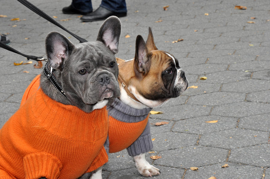 Dogs in Sweaters Photograph by Diane Lent