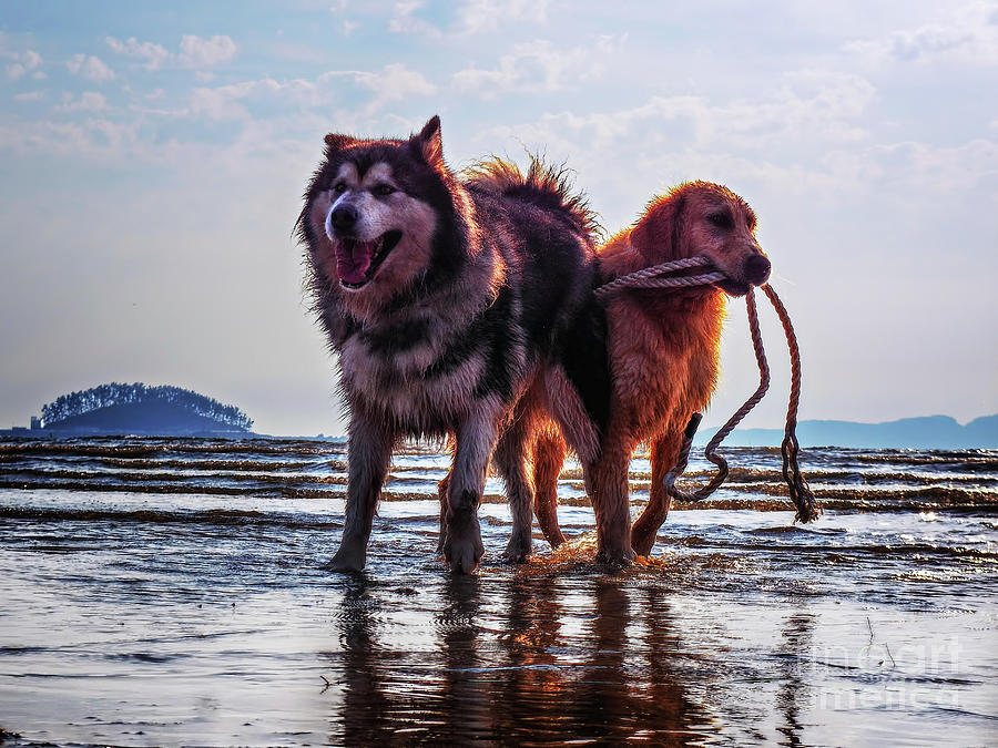 Dogs In The Beach Photograph by Copyright, Jong-won Heo