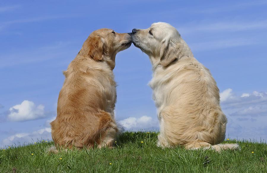 Animal Photograph - Dogs Kissing by MGL Meiklejohn Graphics Licensing