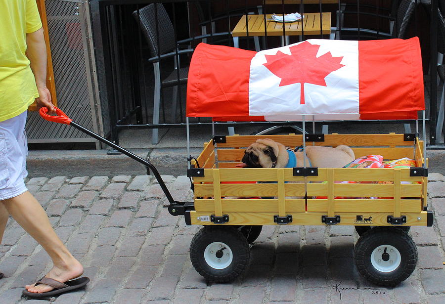 Dogs Life in Canada Photograph by Kume Bryant