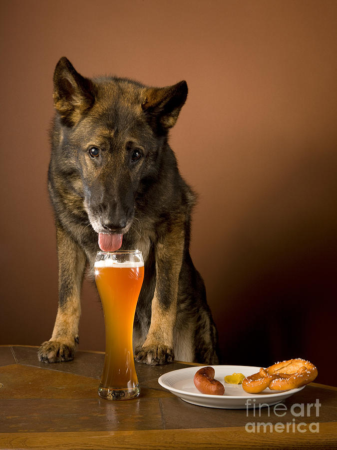 Dogs Love Beer Photograph by Wolfgang Herath