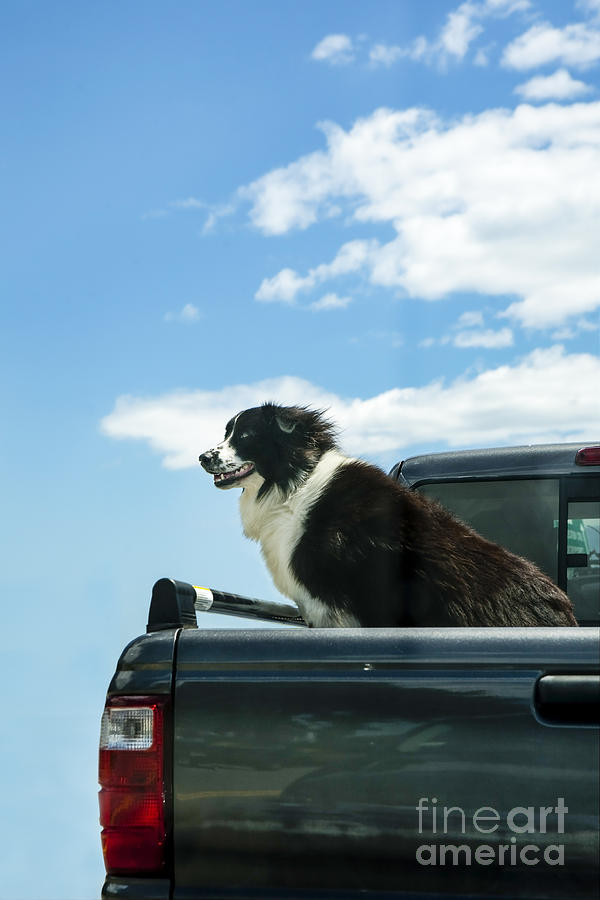 Animal Photograph - Dogs Love Trucks by Diane Diederich