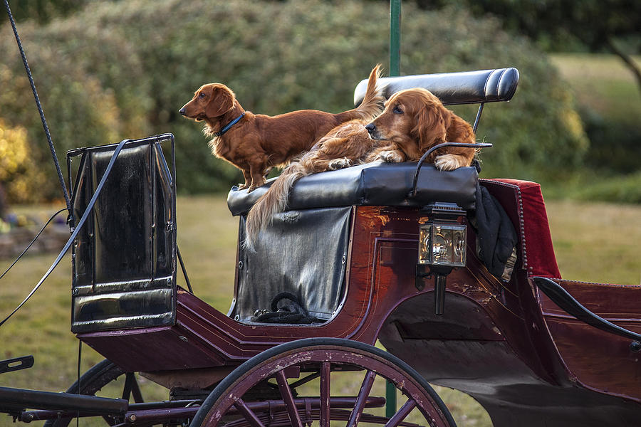 Dogs of the Carriage Photograph by CJ Schmit
