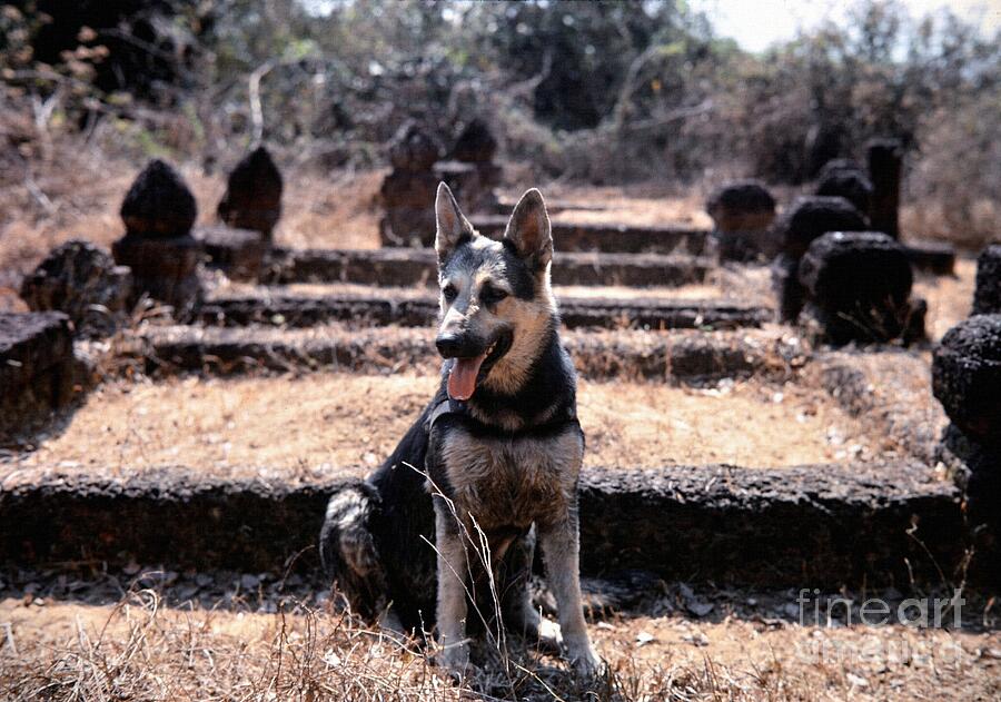 Dogs Of War Photograph by Mel Steinhauer