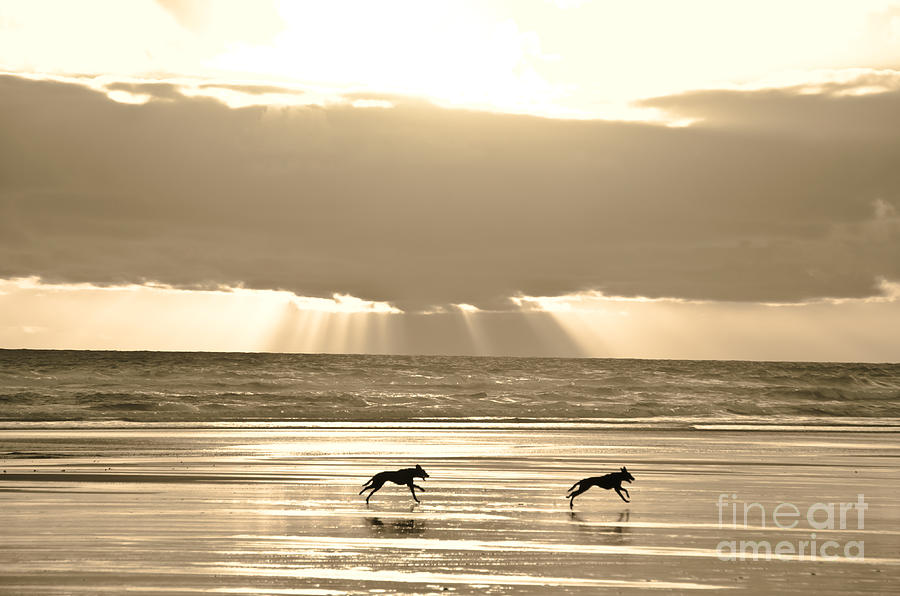 Dogs on the Ocean beach Photograph by Yurix Sardinelly