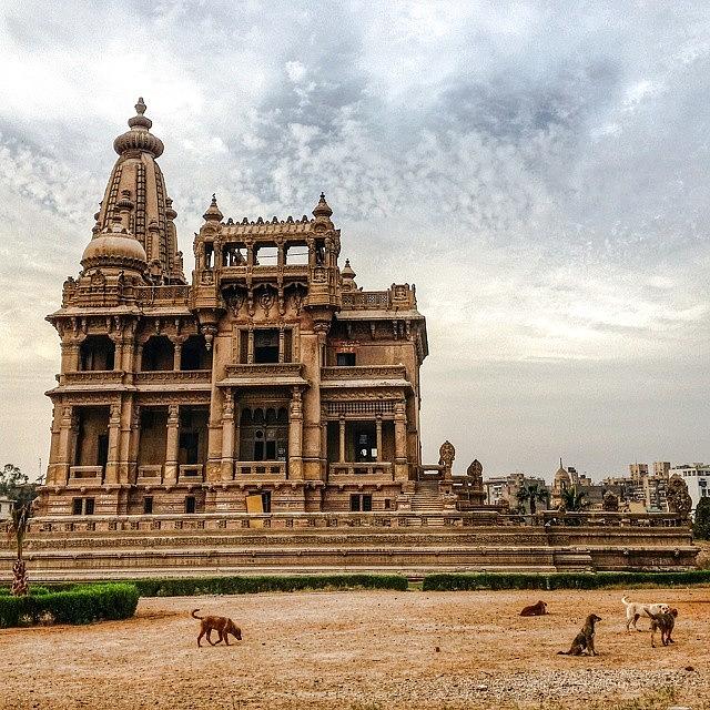 Egypt Photograph - Dogs Playing In Front Of The Majestic by Mattias Pruym
