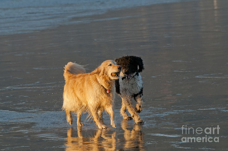 Nature Photograph - Dogs Playing On Ocean Beach by William H. Mullins