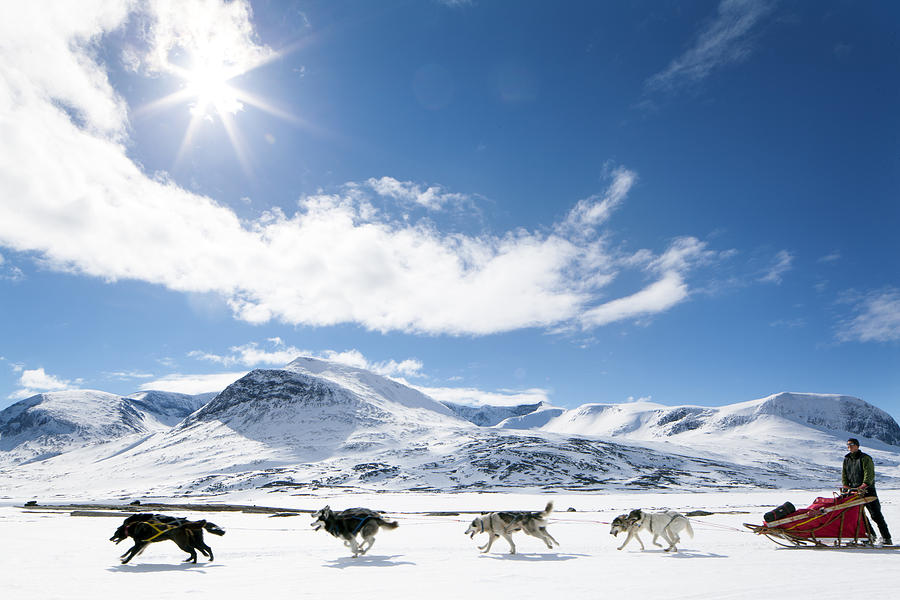 Dogs pulling sleigh Photograph by Johner Images