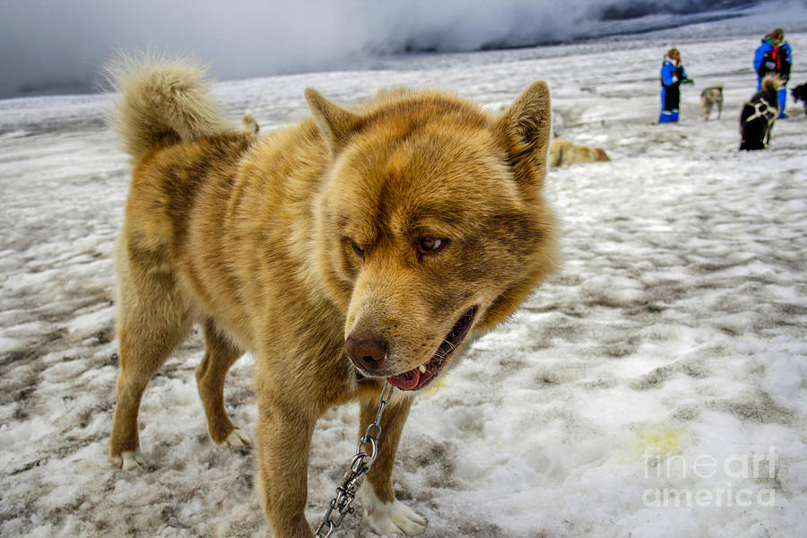 Dogsledding dog Photograph by Patricia Hofmeester