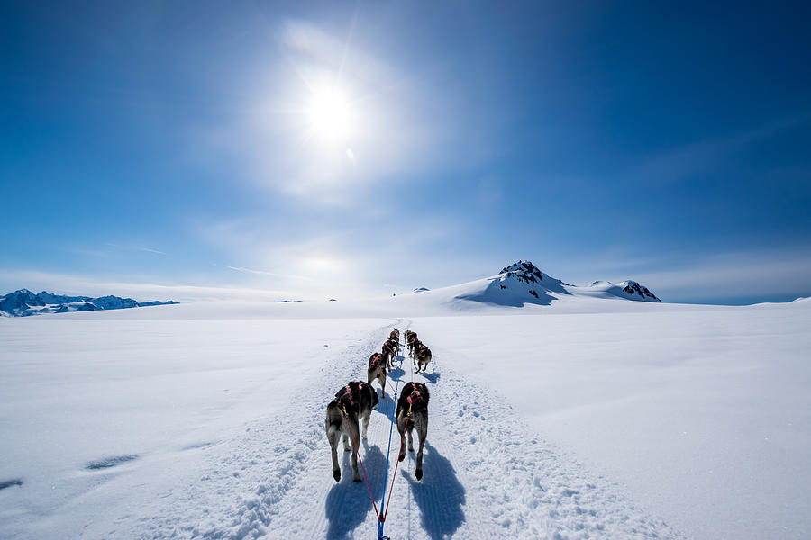 Dogsledding on the mountain Photograph by A&J Fotos