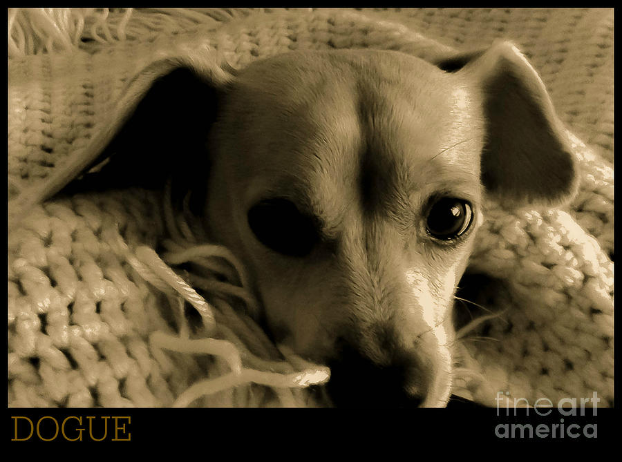 Dogue Photograph by Angela J Wright