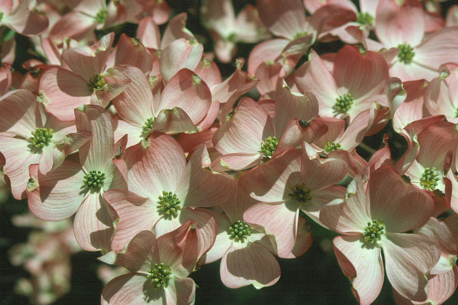 Dogwood 1 Photograph by Andy Shomock