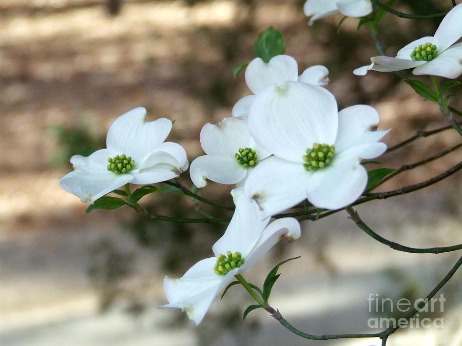 Dogwood 2 Photograph by Andrea Anderegg