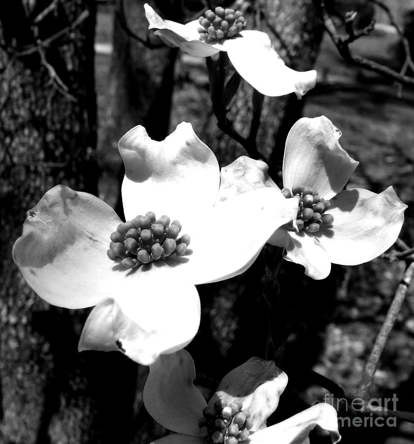 Dogwood 3 Photograph by Andrea Anderegg