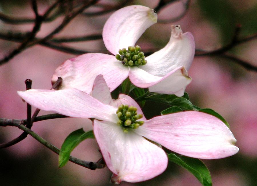 Dogwood A Gift Of Spring Photograph by Angela Davies